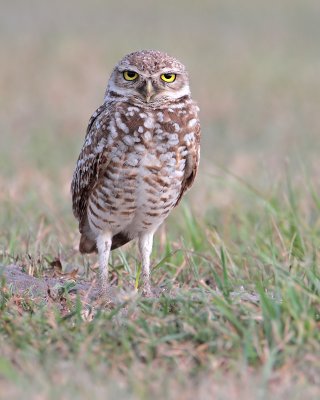 Burrowing Owl