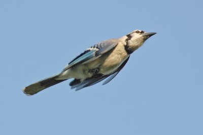 Blue Jay flight