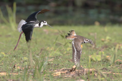 Black-necked Stilt attacking killdeer