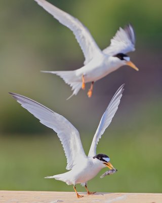 Least Tern flight