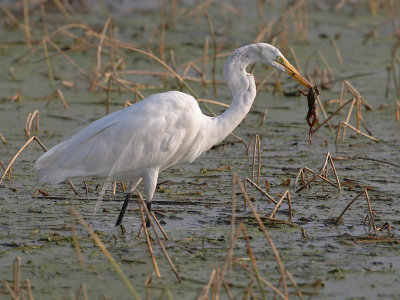 Great Egret with frog