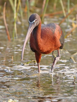 Glossy Ibis