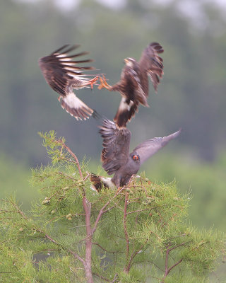 Snail Kite (females fighting for a male)