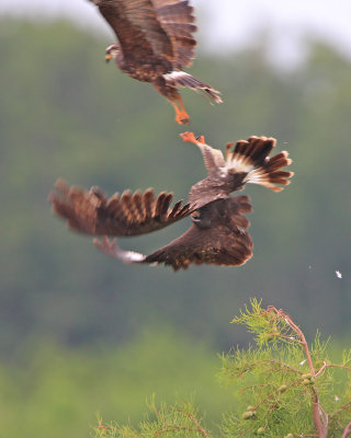 Snail Kite (females fighting for a male)
