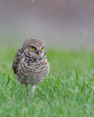 Burrowing Owl