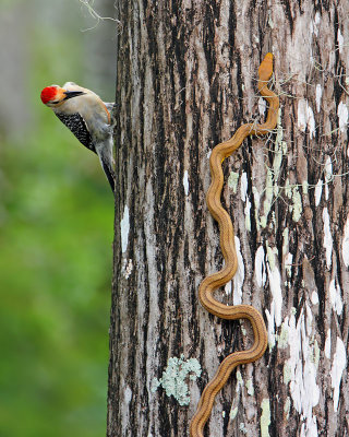 Red-bellied woodpecker and rat snake
