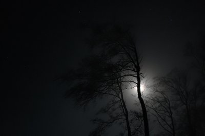 Moon behind trees, 081207