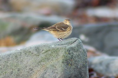 Buff-bellied pipit (Anthus rubecens)