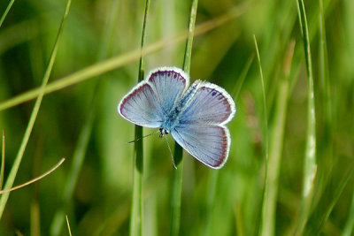 Ljungblvinge, Smrismossen 080626