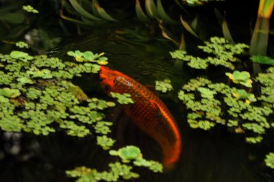 Fish flash