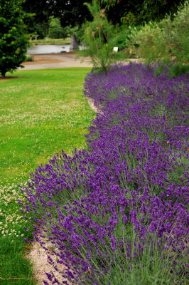 Lavender border