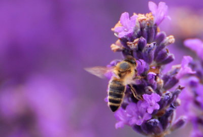 Little Kew Bee