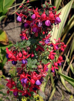 A chorus of fuschia