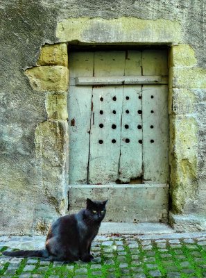 Cat in search of a door on Diagon Alley