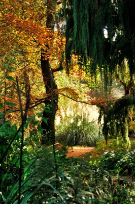 A golden grove