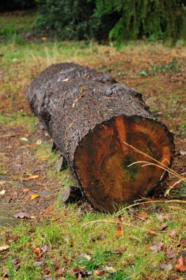 At the heart of the wood...