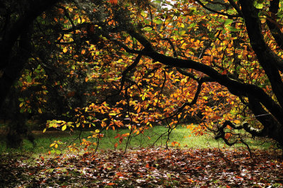 At the heart of the wood there are many shades of gold