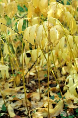 At the heart of the wood there is pale gold