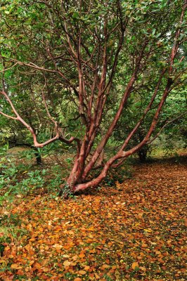 In a wood like this there are some unusual trees
