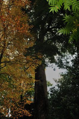 Looking upwards on a woodland walk