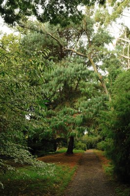 The laneway strewn with gold