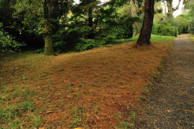 An inviting woodland carpet