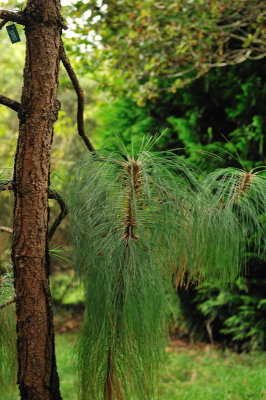Still green, still on the tree