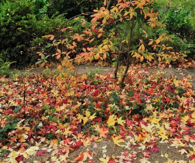 Why Fall is such a suitable name for Autumn