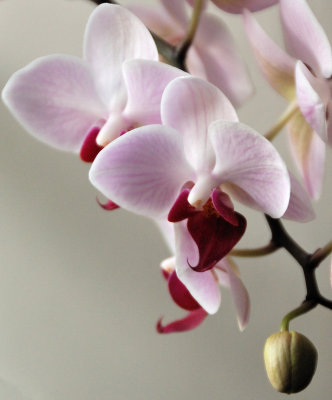 Mairad's orchid
