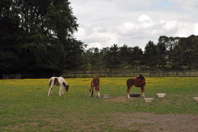 Tommy's foal and playmates