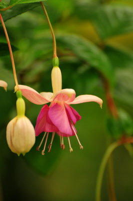 Dancing fuschia