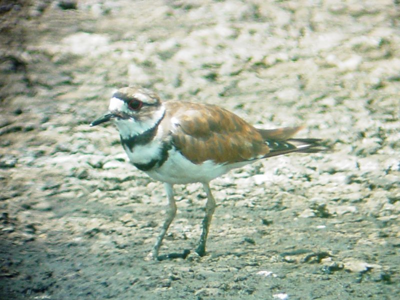 130-03294 Killdeer.JPG