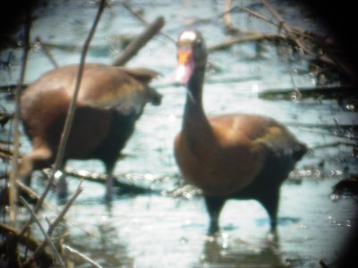 129-03172 BB Whistling Dks.JPG