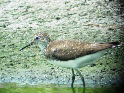130-03368 Solitary SP.JPG