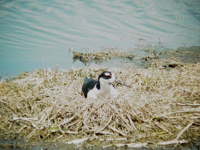 120-02165 Blk-necked Stilt on Nest.JPG