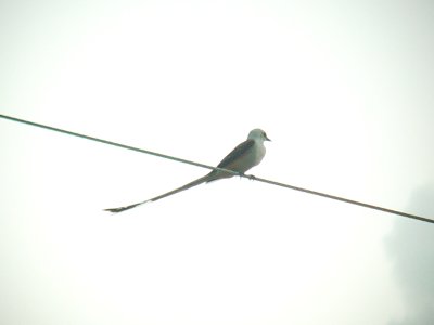 Scissor-tailed Flycatchers of Hot Springs, Ark