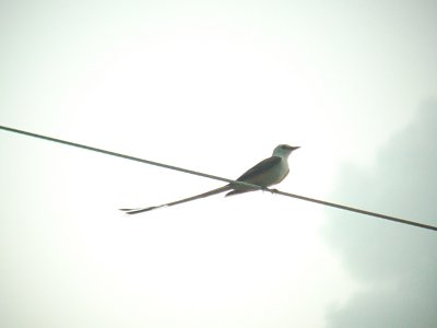 Scissor-tailed Flycatcher