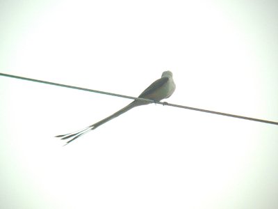 Scissor-tailed Flycatcher