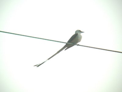 Scissor-tailed Flycatcher