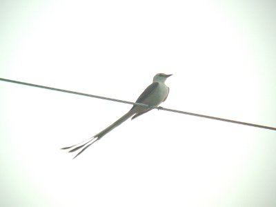 Scissor-tailed Flycatcher