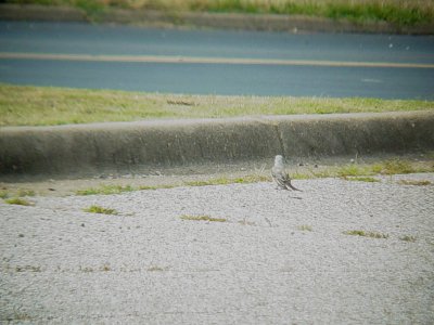 DSC03118.JPG