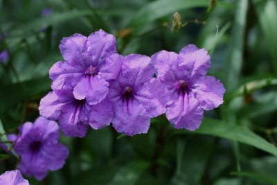 Flowers.JPG