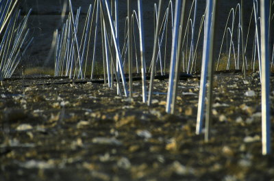 Greenhouses in the Desert