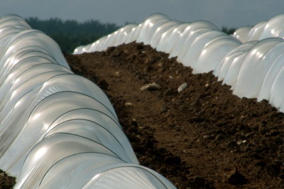Greenhouses in the Desert