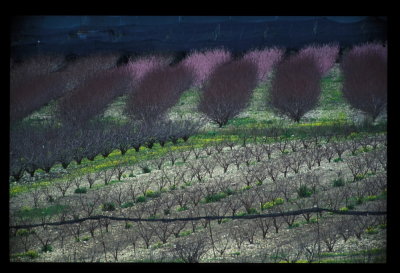 Orchards After Winter