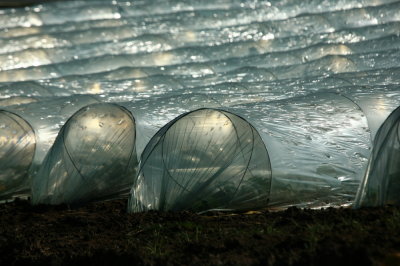 Sparkling Greenhouses