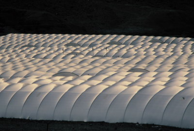 Greenhouses in the Desert