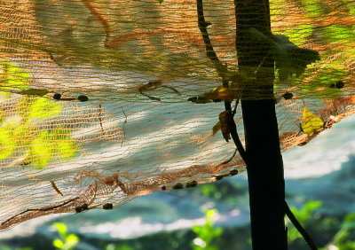 Olive Picking Nets