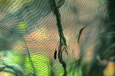 Olive Picking Nets