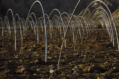 Greenhouses in the Desert